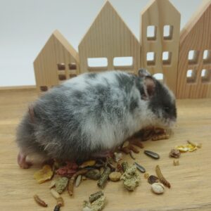 Chanel, Dominant Spot Hamster Vrouw