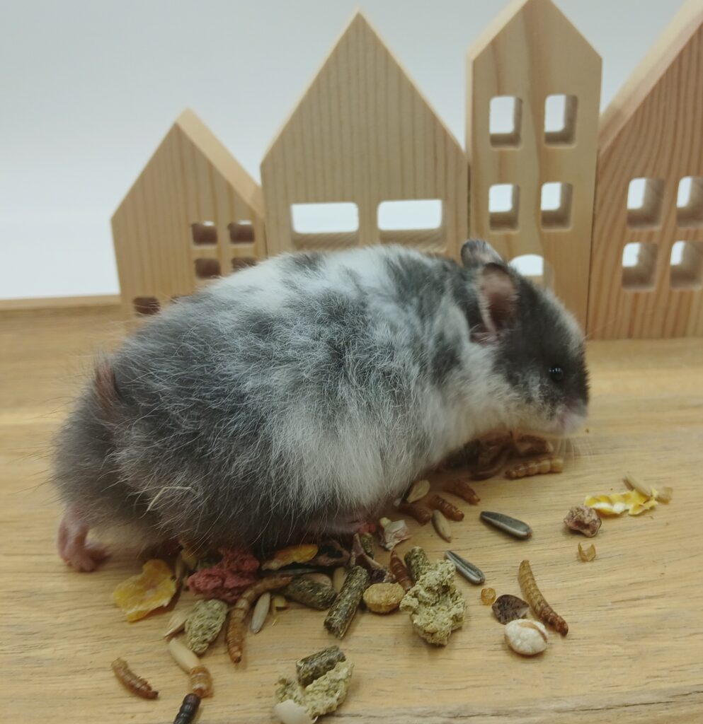 NIET BESCHIKBAAR - Chanel, Dominant Spot Hamster Vrouw