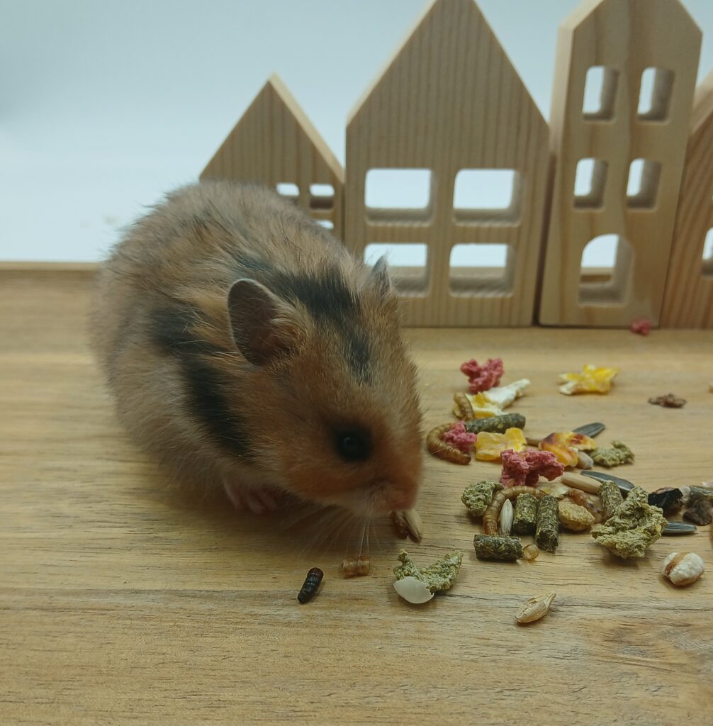 NIET BESCHIKBAAR - Collette, Wildkleur Hamster Vrouw