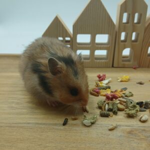Collette, Wildkleur Hamster Vrouw