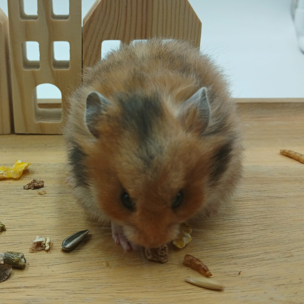 NIET BESCHIKBAAR - Cleo, Langharige Wildkleur Hamster Vrouw