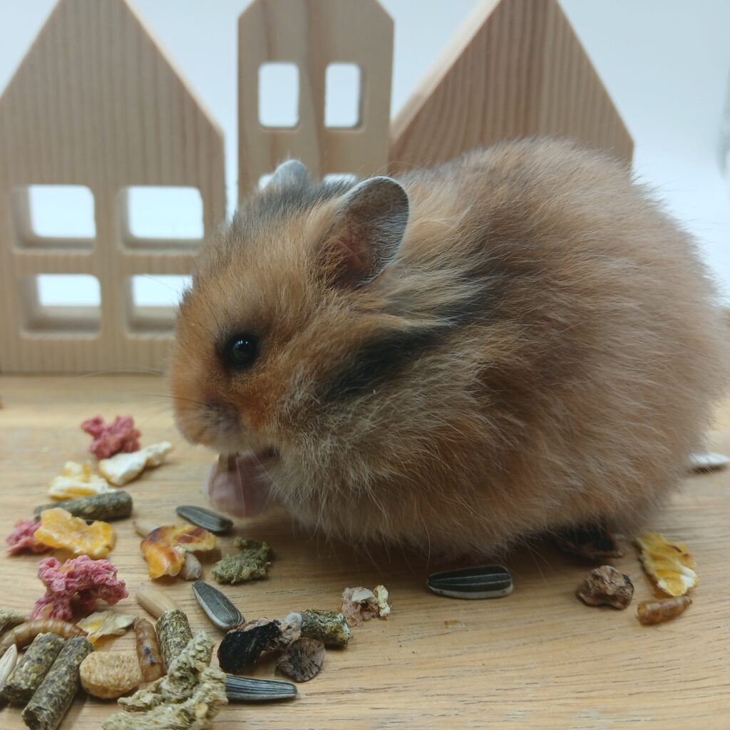 Ciska, Langharige Wildkleur Hamster Vrouw