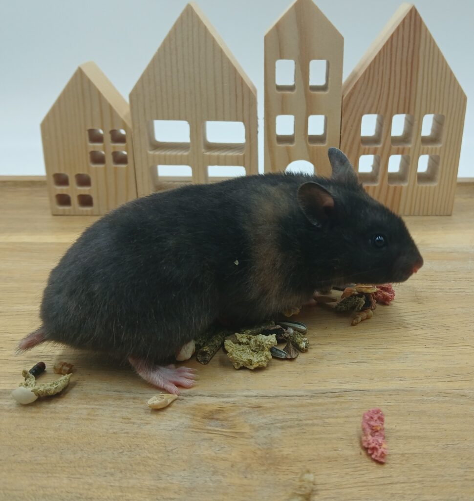 NIET BESCHIKBAAR - Dagmar, Schildpad Hamster Vrouw