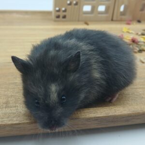 Daphne, Schildpad Hamster Vrouw