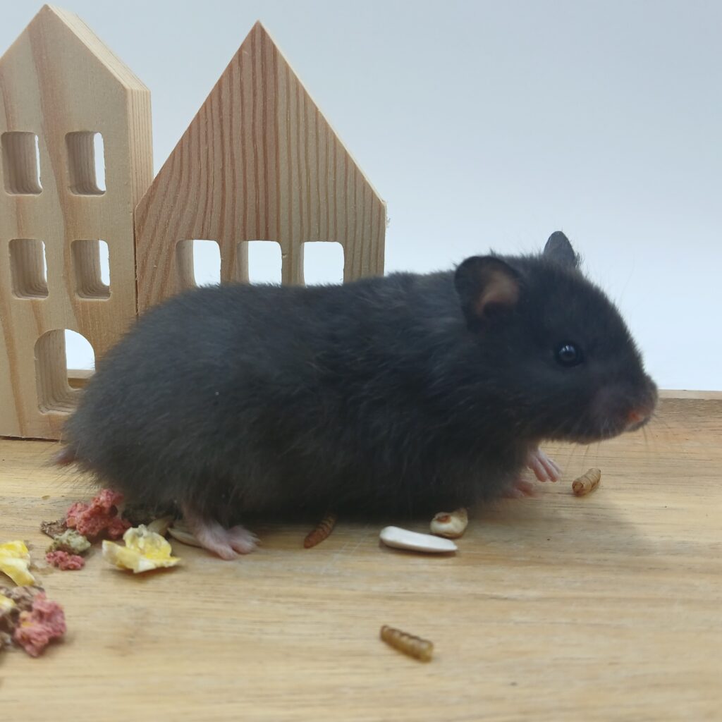 NIET BESCHIKBAAR - Danique, Kortharige Schildpad Hamster Vrouw