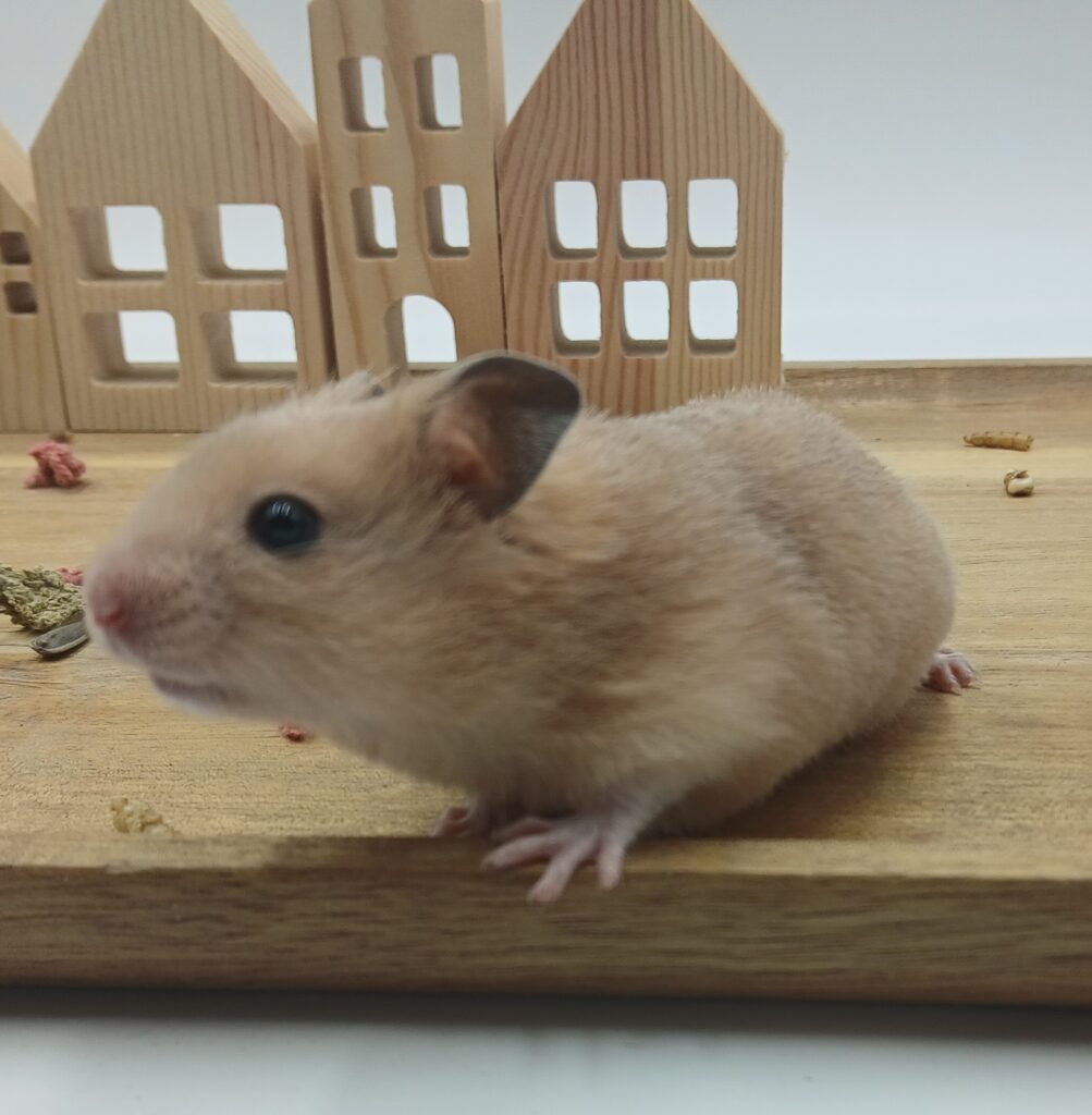 NIET BESCHIKBAAR - Doedoe, Kortharige Gele Hamster Man