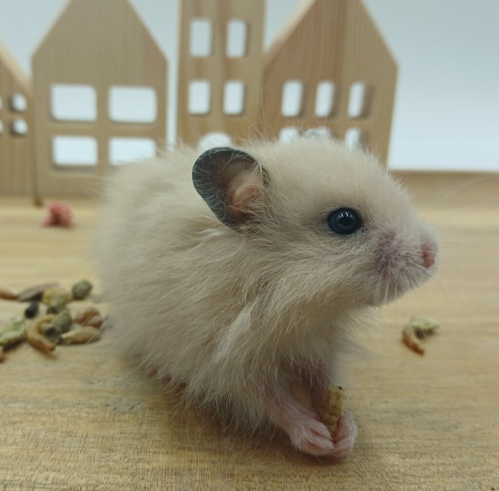 NIET BESCHIKBAAR Dorian, Gele Hamster Man