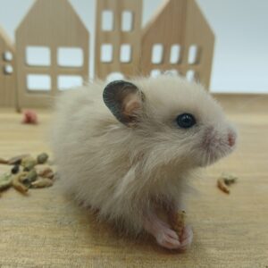 Dorian, Gele Hamster Man (niet beschikbaar)