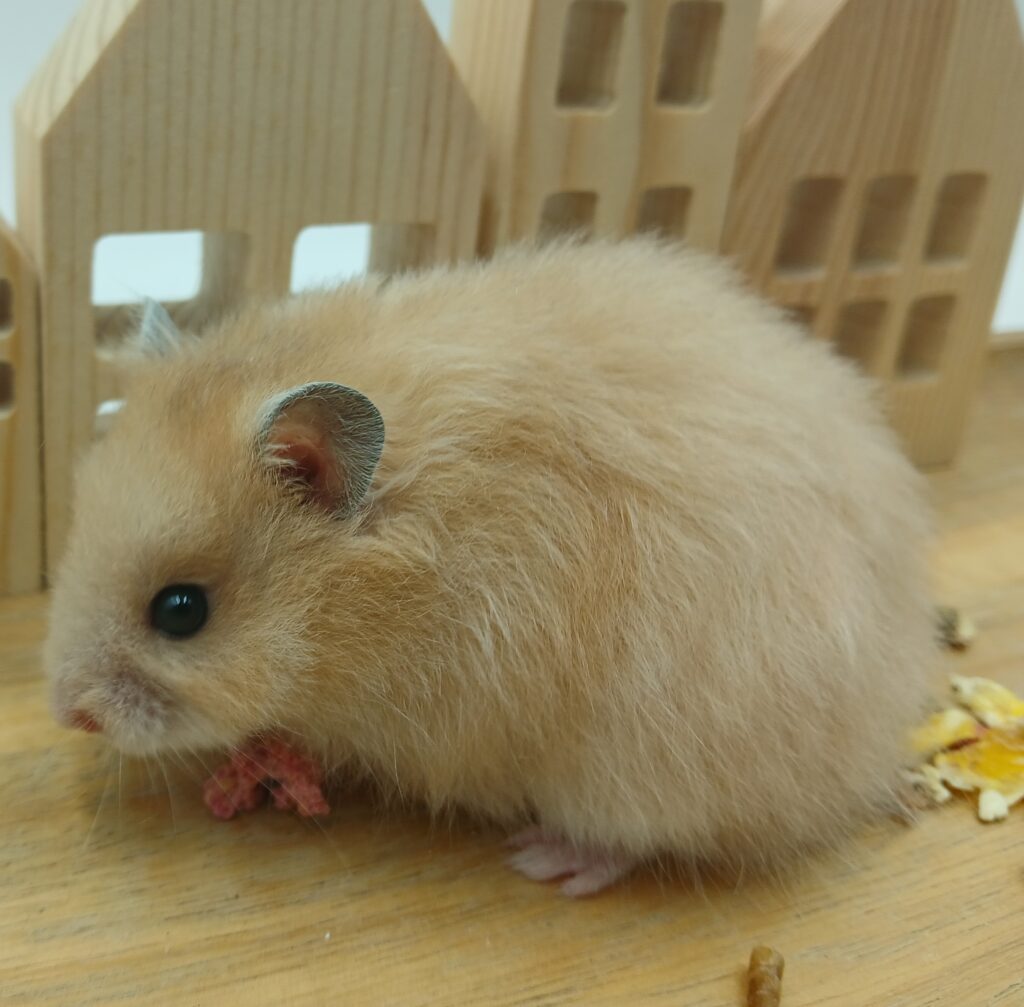 NIET BESCHIKBAAR – Chico, Langharige Hamster Man