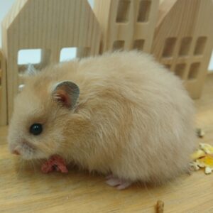 Chico, Langharige Hamster Man