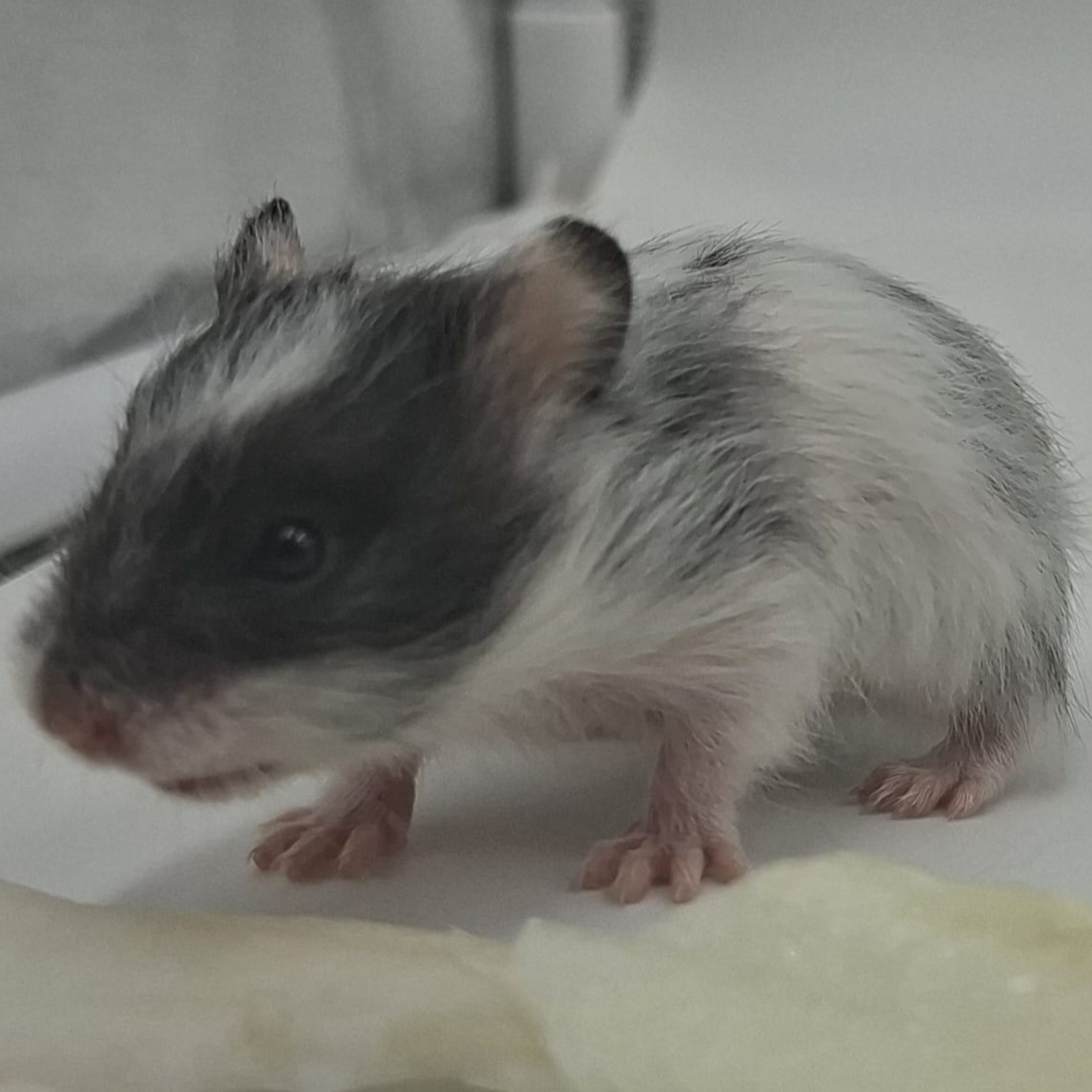 Chanel, Dominant Spot Hamster Vrouw - Afbeelding 3